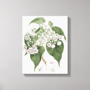 Impressão Em Tela Torrida de Walkuffa No.5 Dombeya (w/c sobre a