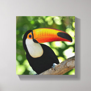 Impressão Em Tela Toucan