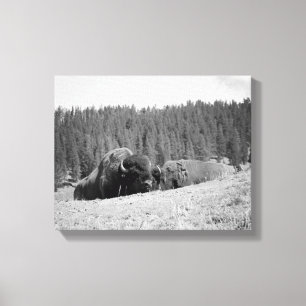 Impressão Em Tela Touro de Bison Preto e Branco com seu amigo 11x14