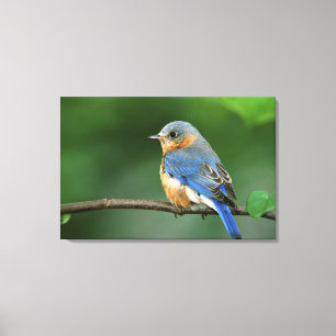 Impressão Em Tela Toutinegra-azul-fêmea, Sialia sialis