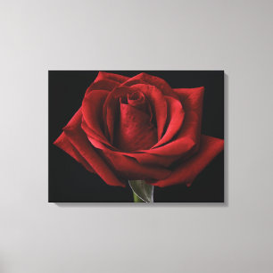 Impressão Em Tela travesseiro decorativo Rosa vermelha