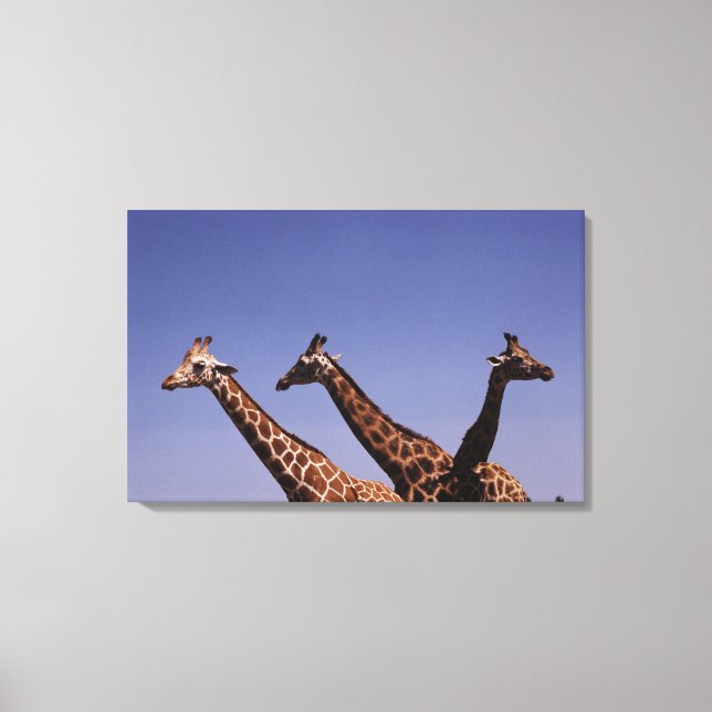 Impressão Em Tela Três girafas (Frente)
