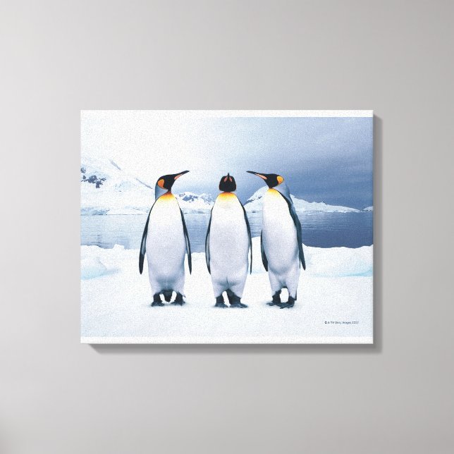 Impressão Em Tela Três King Penguins (Frente)