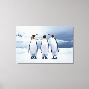 Impressão Em Tela Três rei pinguins