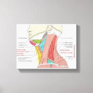Impressão Em Tela Triângulos Anterior Posterior do pescoço Anatomia