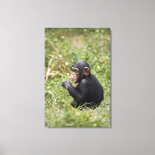 Impressão Em Tela Troglodytes da bandeja do chimpanzé   do bebê