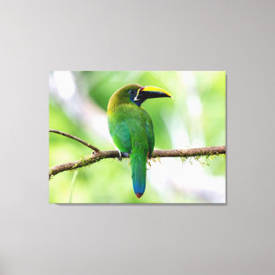 Impressão Em Tela Tucanete-esmeralda-do-norte na Costa Rica