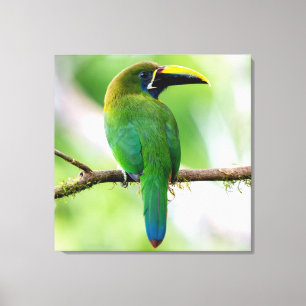 Impressão Em Tela Tucanuçu-verde-do-norte na Costa Rica
