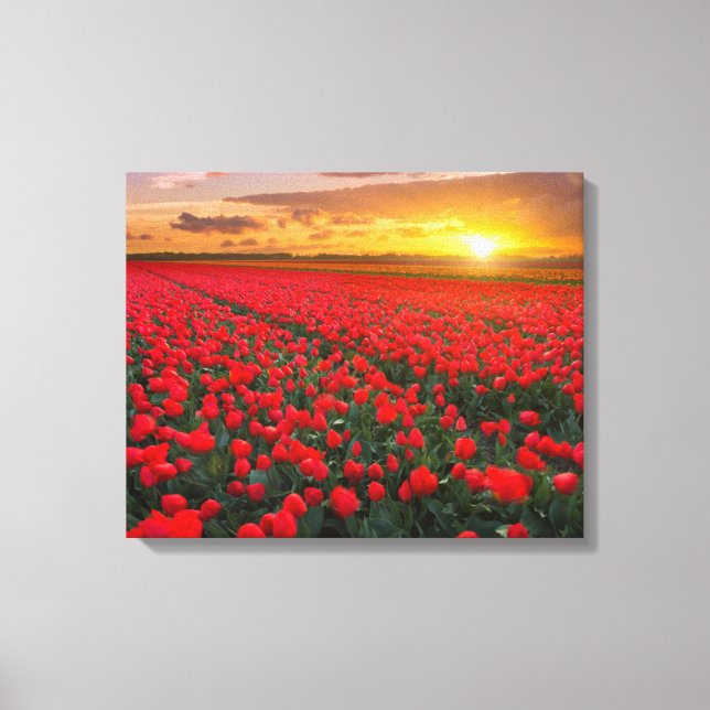 Impressão Em Tela Tulip Fields no Sunset, Países Baixos (Frente)