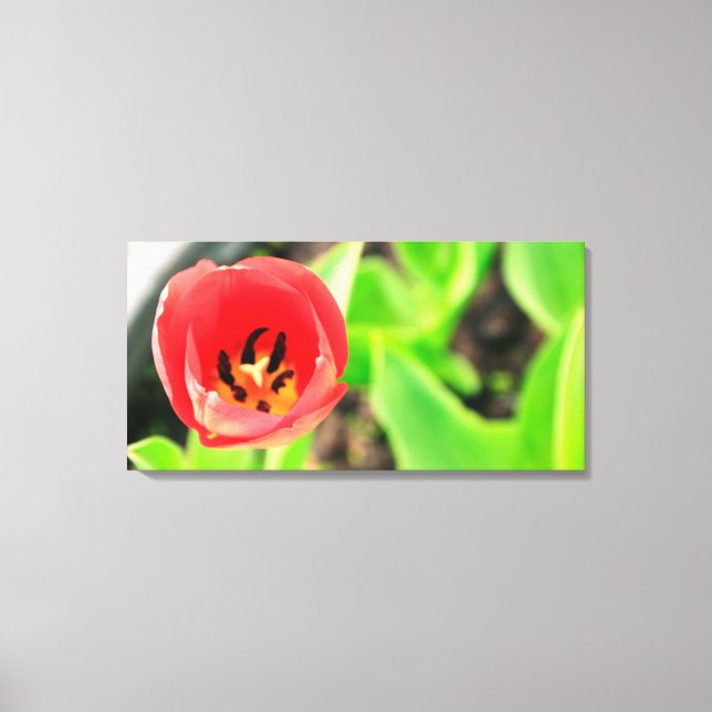 Impressão Em Tela Tulipa (Frente)