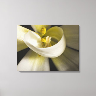 Impressão Em Tela Tulipa Branca Enrolada - Fotografia de Arte