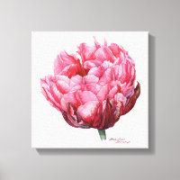 Tulipa. Cores d'água botânicas
