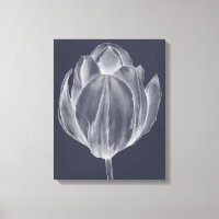 Tulipa monocromática I