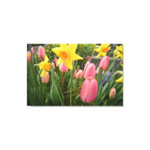 tulipa rosa-primavera e flores daffodil amarelas