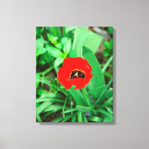Impressão Em Tela Tulipa vermelha