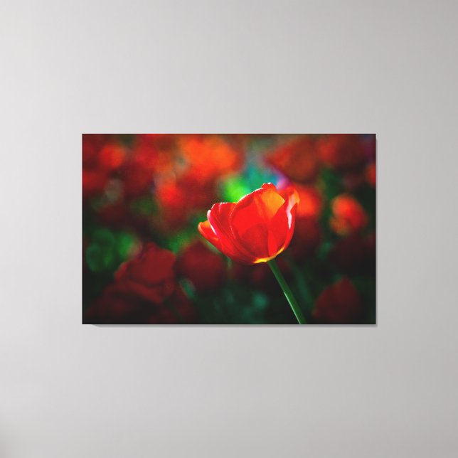 Impressão Em Tela tulipa vermelha (Frente)