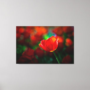 Impressão Em Tela tulipa vermelha