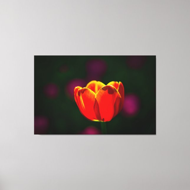 Impressão Em Tela tulipa vermelha (Frente)