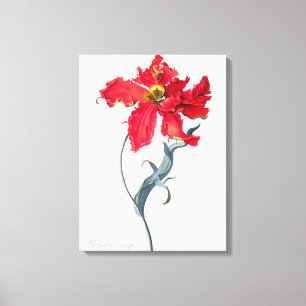 Impressão Em Tela Tulipa: Vermelho de Perroquet