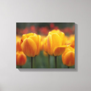 Impressão Em Tela Tulipas