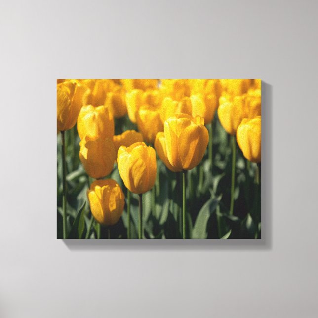 Impressão Em Tela Tulipas 3 (Frente)
