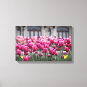 Impressão Em Tela Tulipas cor-de-rosa - Montreal (Canvas)