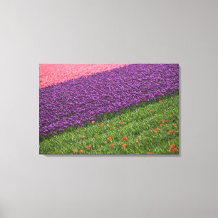Impressão Em Tela Tulipas nos Jardins Keukenhof, Amsterdã, 2