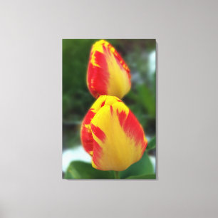 Impressão Em Tela tulipas vermelhas amarelas