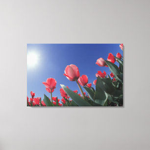 Impressão Em Tela Tulipas vermelhas de um ângulo muito baixo, Cincin