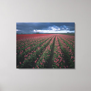 Impressão Em Tela Tulipas vermelhas e cor-de-rosa claro brilham sob 