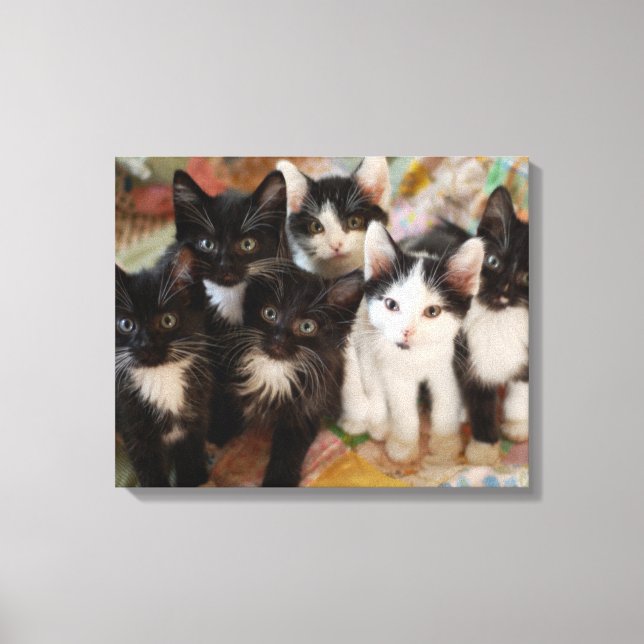 Impressão Em Tela Tuxedo Kittens (Frente)