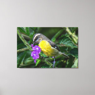 Impressão Em Tela Um Bananaquit Saboreia o Néctar de Flores Roxas