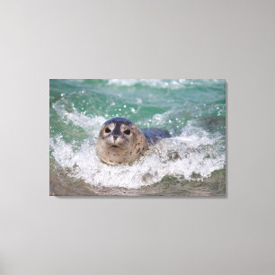 Impressão Em Tela Um bebê foca surfando