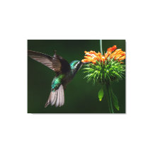Um Beija-flor de Garganta Branca saboreia o néctar