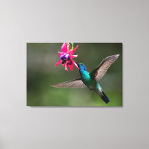 Um Beija-flor-de-orelha-violeta Menor na Floresta