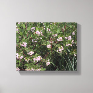 Impressão Em Tela Um Blooming California: Manzanita (Arctostaphylos)