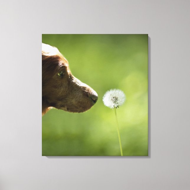 Impressão Em Tela Um cachorro e um dandelion. (Frente)