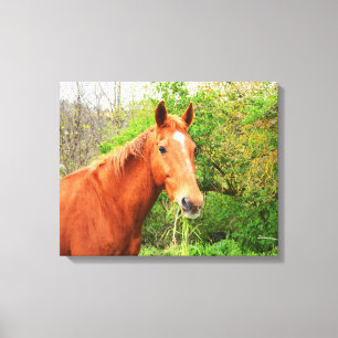 Impressão Em Tela Um cavalo chamou Orion