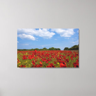 Impressão Em Tela Um cheio do campo de flores vermelhas