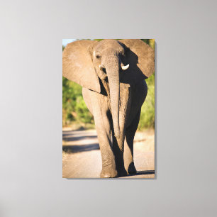 Impressão Em Tela Um Elefante Africano (Loxodonta Africana) Anda