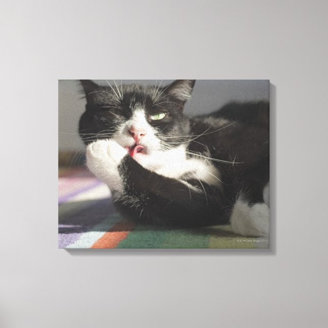 Impressão Em Tela Um Gato Licenciando É Pata (Frente)