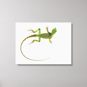 Impressão Em Tela Um lagarto na terra branca pura