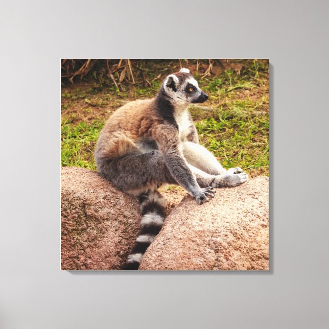 Impressão Em Tela um lêmure de madagascar em tela esticada (Frente)