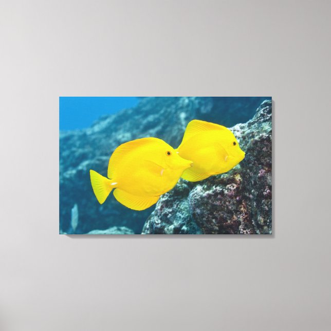 Impressão Em Tela Um par de presas amarelas (Frente)