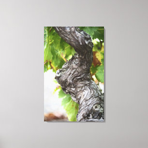 Impressão Em Tela Um ramo de uma vinha muito velha com brilho