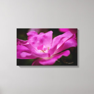 Impressão Em Tela Um rosa fuchsia