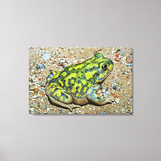 Impressão Em Tela Um sapo de Spadefoot do sofá (Frente)