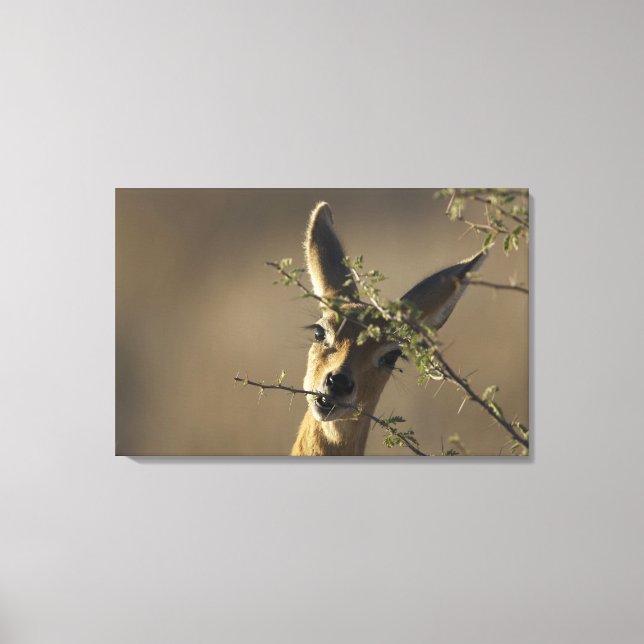 Impressão Em Tela Um Steenbok olhando para a câmera enquanto ela com (Frente)
