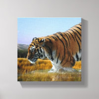 Um Tigre a andar na água