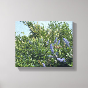 Impressão Em Tela Uma Califórnia florescente: flores azuis